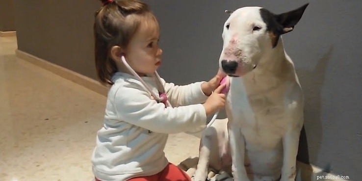 Understanding Bull Terrier Behavior: Traits, Care, and Fun