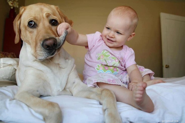Labrador Retriever Behavior: Energetic, Friendly, and Family‑Friendly