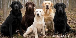 Labrador Retriever Behavior: Energetic, Friendly, and Family‑Friendly