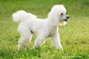 Poodle Personality & Care Guide: Traits, Temperament, and Compatibility