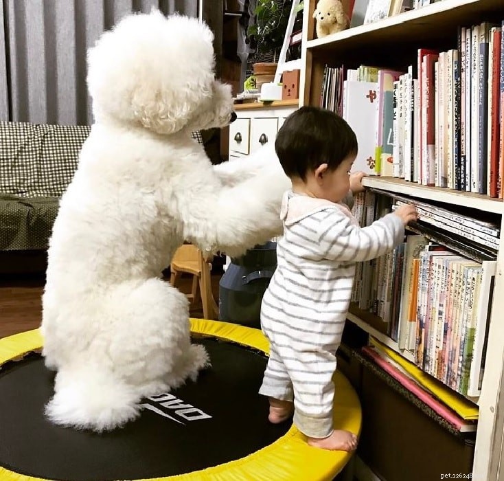 Poodle Personality & Care Guide: Traits, Temperament, and Compatibility