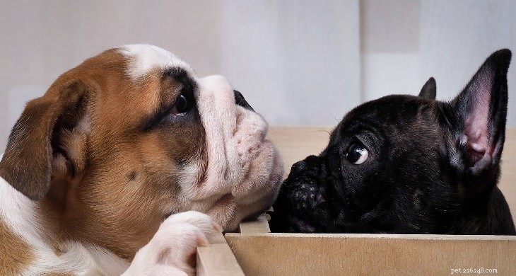 Understanding French Bulldog Behavior: Personality & Care Tips