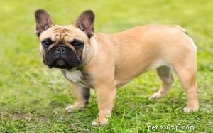Understanding French Bulldog Behavior: Personality & Care Tips