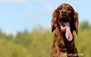 Irish Setter Behavior: A Trusted Guide to Their Playful Temperament