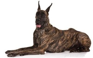 Great Dane Behavior: Why Gentle Giants Are the Friendliest Dogs
