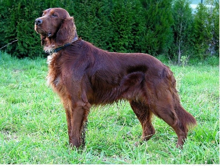 Irish Setter Behavior: A Trusted Guide to Their Playful Temperament
