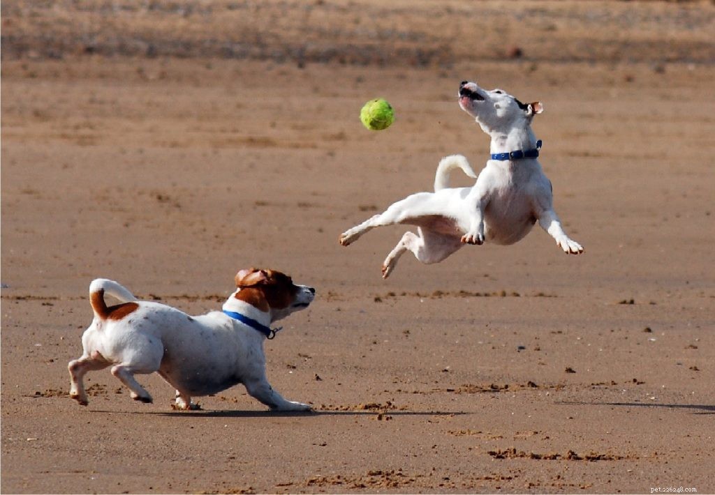 Jack Russell Terrier: Behavior, Traits, and Untold Adventures