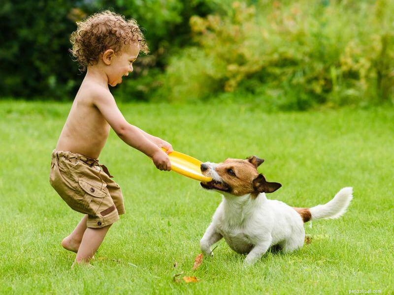 Jack Russell Terrier: Behavior, Traits, and Untold Adventures