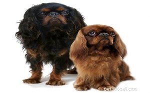 King Charles Spaniel Behavior: Traits, Training Tips & Care