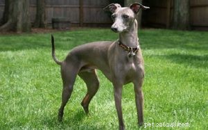 Understanding the Italian Greyhound: Traits, Temperament & Care