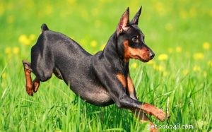 Understanding Miniature Pinscher Behavior: Traits, Training, and Care