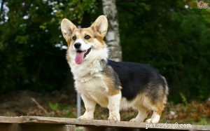 Pembroke Welsh Corgi Behavior: Key Traits & Care Tips