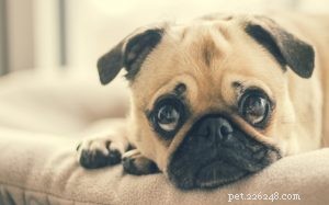 Understanding Pug Dog Behavior: Traits, Care, and Living with Your Small Companion