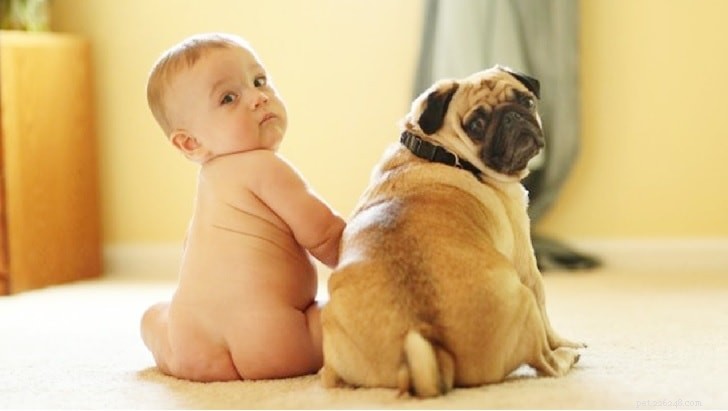 Understanding Pug Dog Behavior: Traits, Care, and Living with Your Small Companion