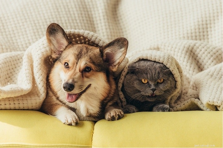 Pembroke Welsh Corgi Behavior: Key Traits & Care Tips