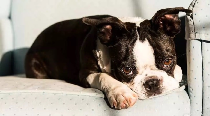 Boston Terrier Behavior: Why the  American Gentleman  Is a Perfect Apartment Family Dog