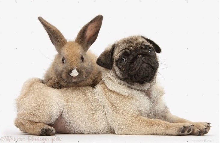 Understanding Pug Dog Behavior: Traits, Care, and Living with Your Small Companion