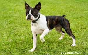 Boston Terrier Behavior: Why the  American Gentleman  Is a Perfect Apartment Family Dog