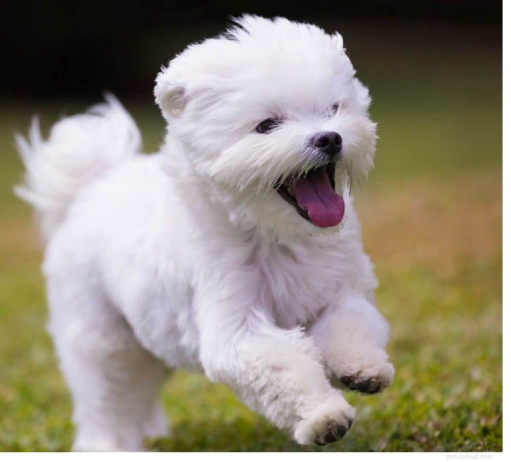 Understanding Maltese Dog Behavior: Traits, Training Tips, and Care