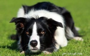 Understanding Border Collie Behavior: Energy, Intelligence, and Care Tips