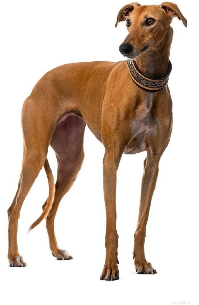 Understanding Greyhound Behavior: A Guide for Prospective Owners