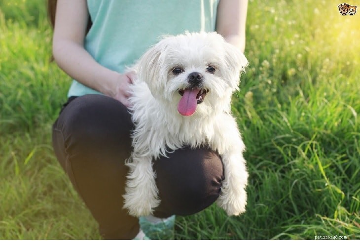 Understanding Maltese Dog Behavior: Traits, Training Tips, and Care