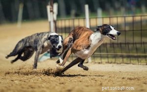 Understanding Greyhound Behavior: A Guide for Prospective Owners