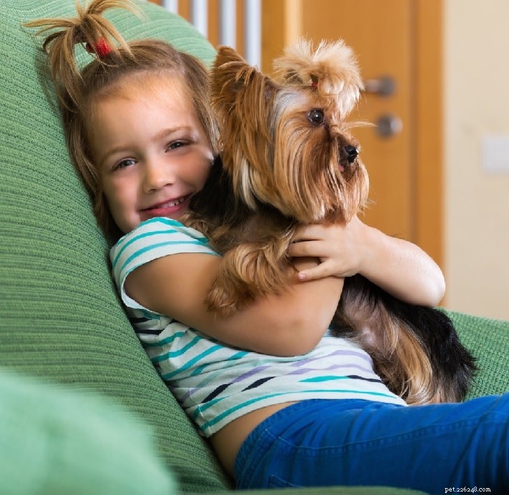 Understanding Yorkshire Terrier Behavior: Traits, Training, and Care