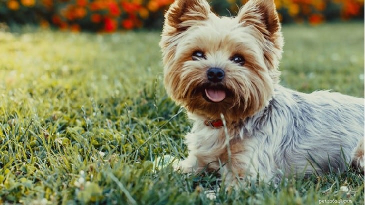 Understanding Yorkshire Terrier Behavior: Traits, Training, and Care