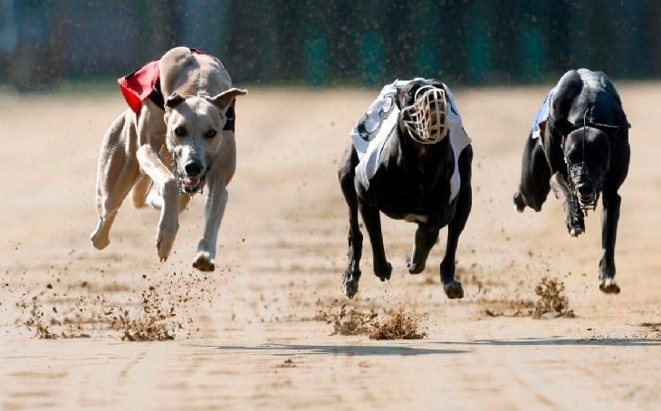 Understanding Greyhound Behavior: A Guide for Prospective Owners