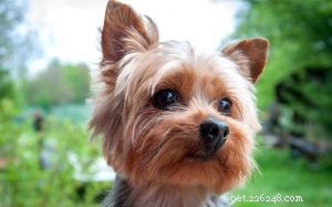 Understanding Yorkshire Terrier Behavior: Traits, Training, and Care