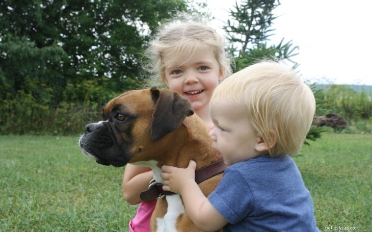 Boxer Behavior Explained: Intelligence, Energy, Loyalty