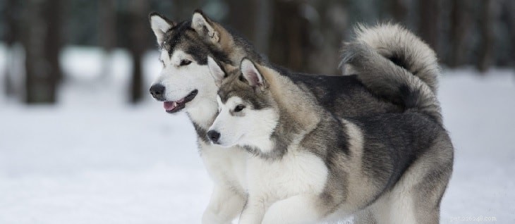 Alaskan Malamute: Traits, Temperament & Family Compatibility