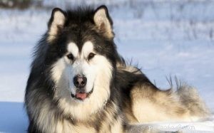 Alaskan Malamute: Traits, Temperament & Family Compatibility