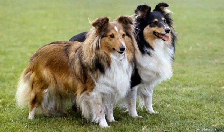 Understanding Sheltie Behavior: Traits, Temperament, and Care