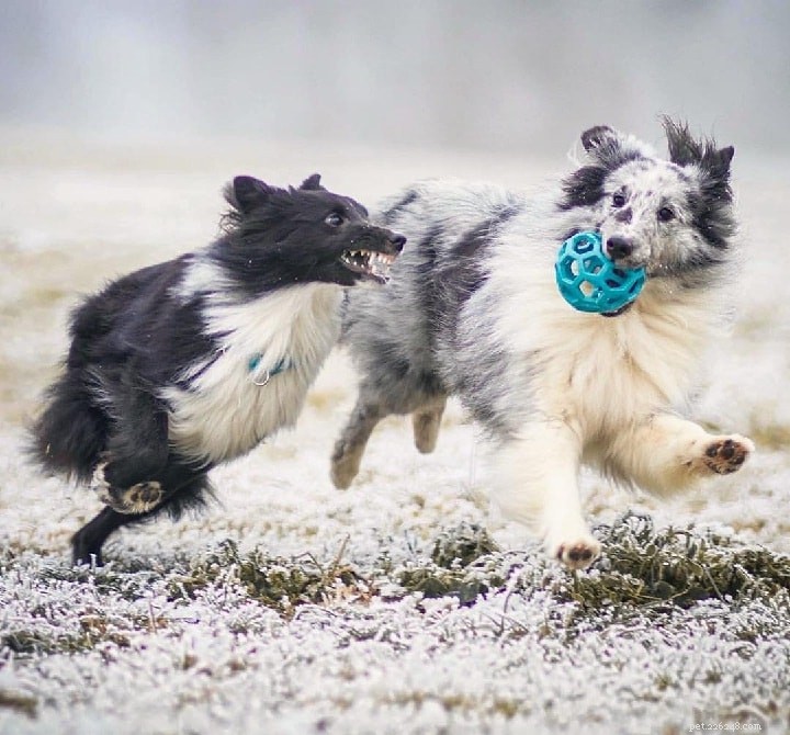 Understanding Sheltie Behavior: Traits, Temperament, and Care