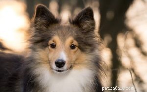 Understanding Sheltie Behavior: Traits, Temperament, and Care
