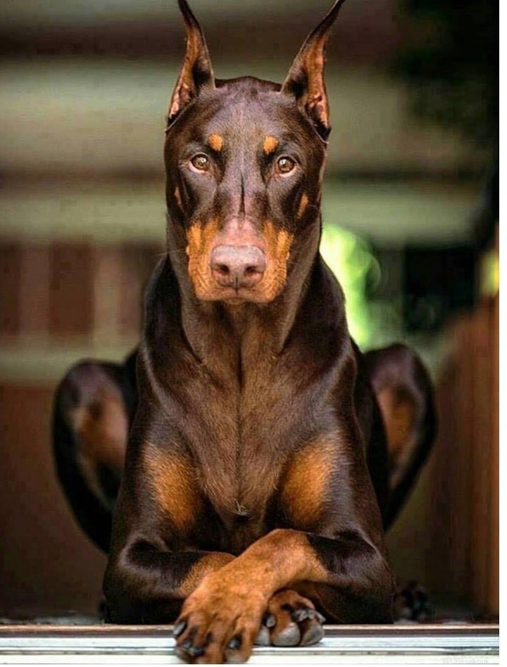 Understanding Dobermann Behavior: Traits, Training, and Care
