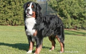 Understanding Bernese Mountain Dog Behavior: Traits, Training, and Care