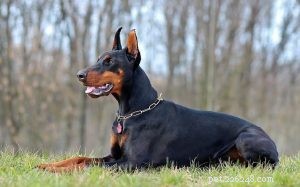 Understanding Dobermann Behavior: Traits, Training, and Care