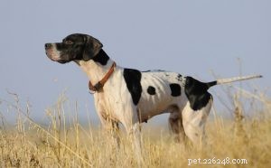 English Pointer Overview: Behavior, Traits, and Training Tips