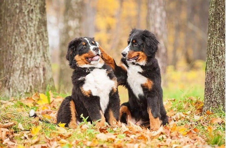 Understanding Bernese Mountain Dog Behavior: Traits, Training, and Care