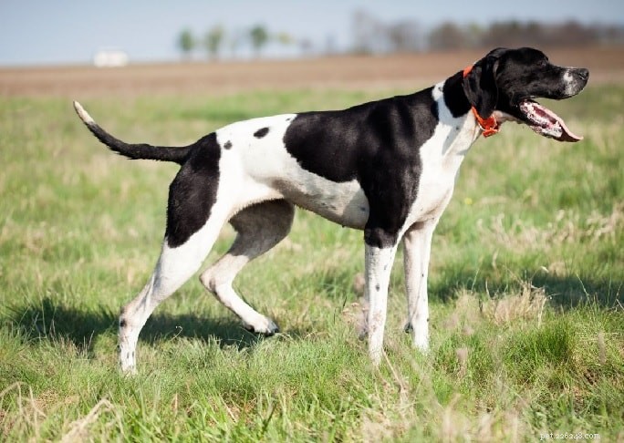 English Pointer Overview: Behavior, Traits, and Training Tips