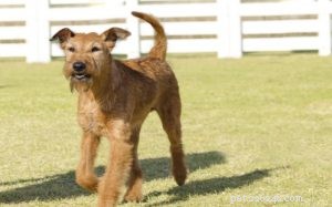 Airedale Terrier: Playful, Energetic King of Terriers
