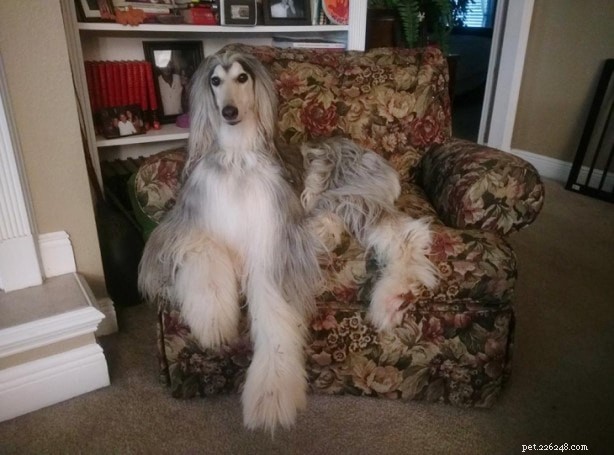 Afghan Hound: Classic Elegance & Loyal Temperament