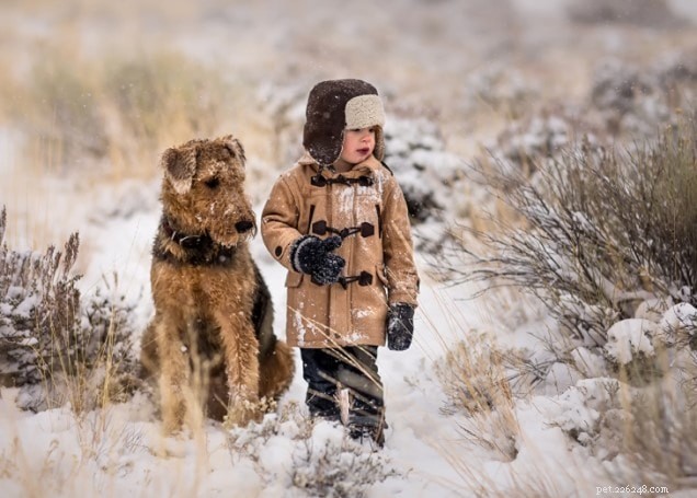 Airedale Terrier: Playful, Energetic King of Terriers