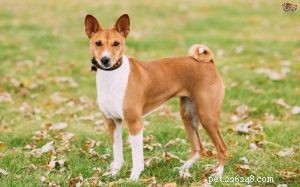 Understanding Basenji Behavior: Traits, Temperament, and Care Tips