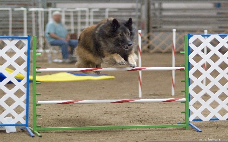 Understanding Belgian Tervuren Temperament: Traits & Training Tips