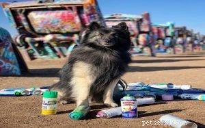 Understanding Belgian Tervuren Temperament: Traits & Training Tips
