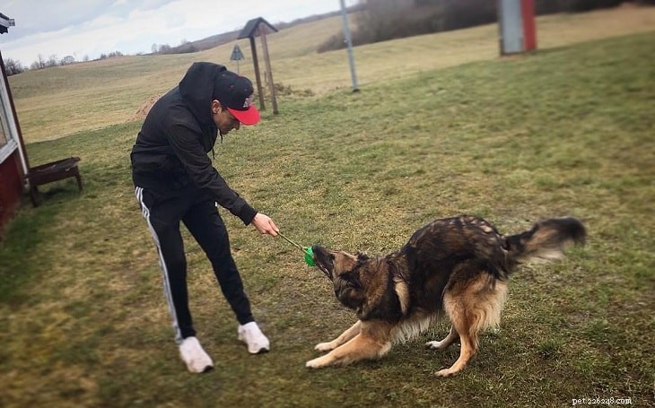 Understanding Belgian Tervuren Temperament: Traits & Training Tips